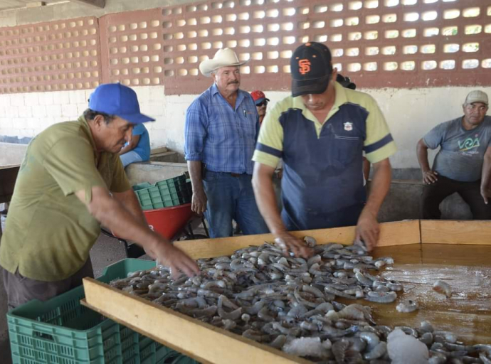 Anuncia Conapesca levantamiento de veda para la pesca de camarón en el océano Pacífico